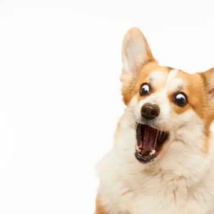 ABRAZADERA HERMETICA 2 CIERRES INOX. (158-170) ANCHO 200 MM. PN19.